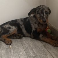 Magnifique chiot beauceron #5