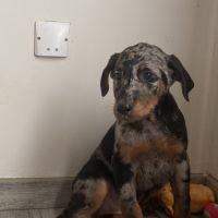Magnifique chiot beauceron