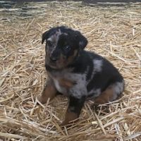 Magnifique chiot beauceron #9