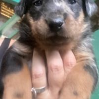 Magnifique chiot beauceron #10