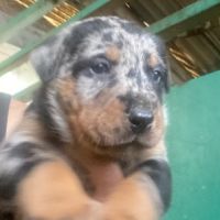Magnifique chiot beauceron #11