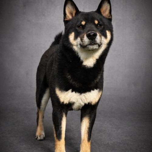 Saillie shiba lof noir et feu