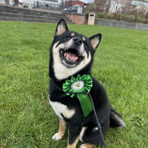 Saillie shiba lof noir et feu #3