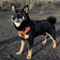 Saillie shiba lof noir et feu #1
