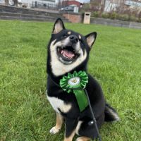 Saillie shiba lof noir et feu #3