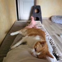 Stan - un amoureux des humains ! #1