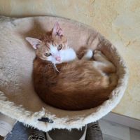 Stan - un amoureux des humains ! #2
