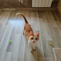 Stan - un amoureux des humains ! #4