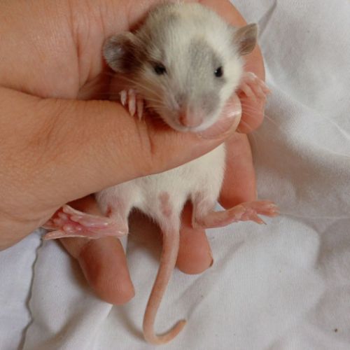 Rats déjà sevrés #1