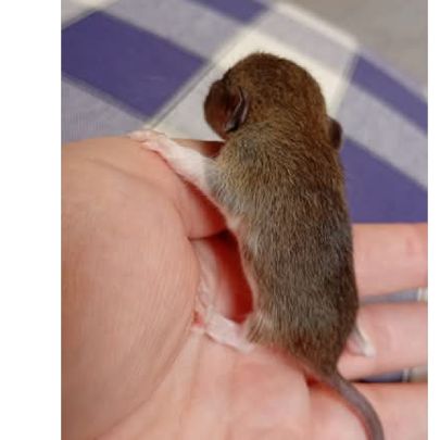 Rats déjà sevrés #2