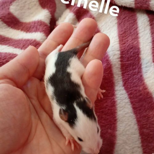 Rats déjà sevrés #0