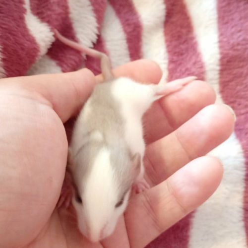 Rats déjà sevrés #4