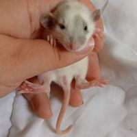 Rats déjà sevrés #1