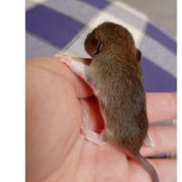 Rats déjà sevrés #2