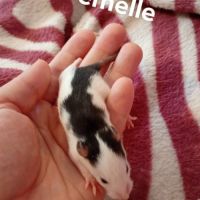Rats déjà sevrés