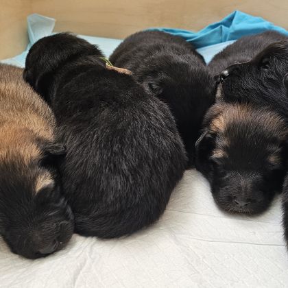 Chiots berger belge groenendael #2