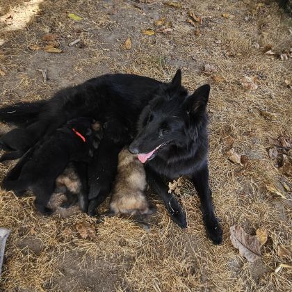 Chiots berger belge groenendael #3
