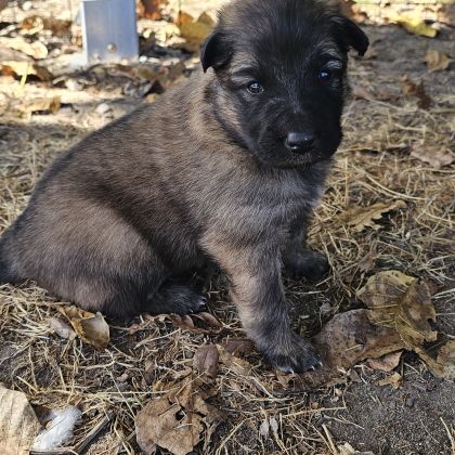 Chiots berger belge groenendael #4