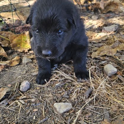 Chiots berger belge groenendael