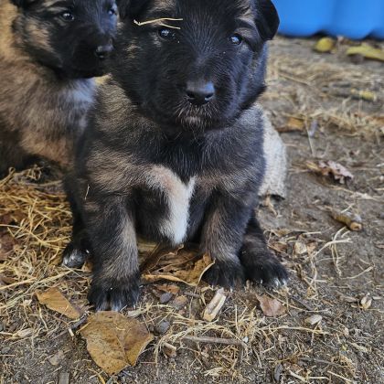 Chiots berger belge groenendael #6