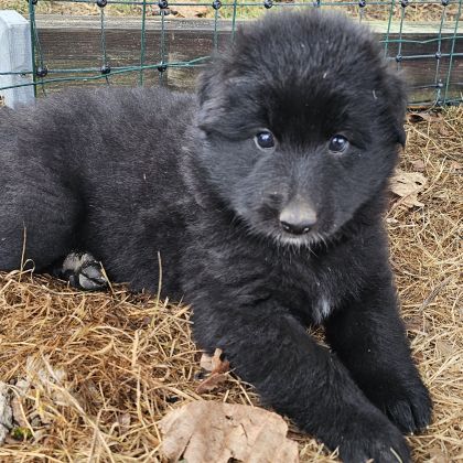 Chiots berger belge groenendael