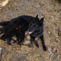 Chiots berger belge groenendael #3
