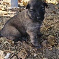 Chiots berger belge groenendael #4