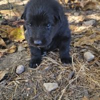 Chiots berger belge groenendael #0