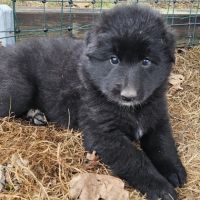 Chiots berger belge groenendael
