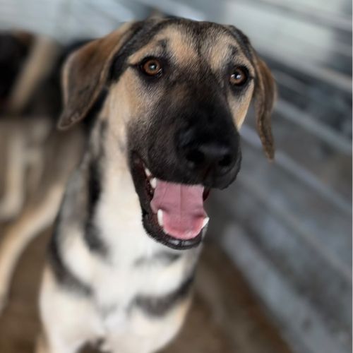 Herman jeune chien roumain à l'adoption #2