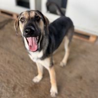 Herman jeune chien roumain à l'adoption