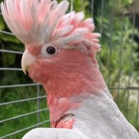 Cacatoes rosalbin eam #1