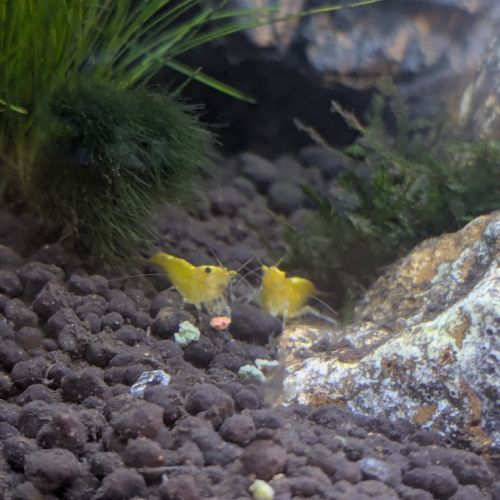 Gratuit - deux crevettes neocaridina jaunes #0