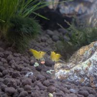 Gratuit - deux crevettes neocaridina jaunes
