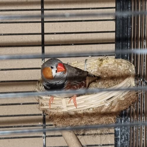 Échange mandarins males
