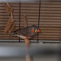 Échange mandarins males #1