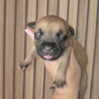 Chiots staffordshire bull terrier, staffie, staffy