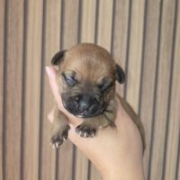 Chiots staffordshire bull terrier, staffie, staffy #2