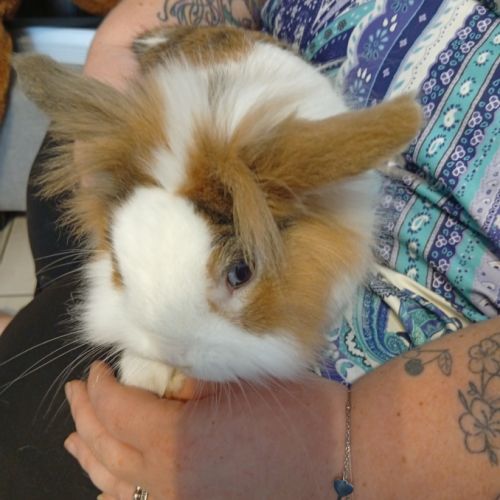 Lapin extra nain 3 ans #1