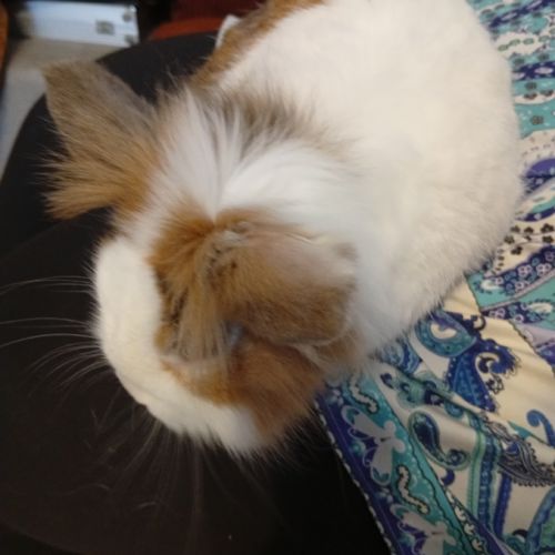 Lapin extra nain 3 ans #2