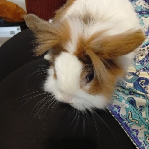 Lapin extra nain 3 ans #0