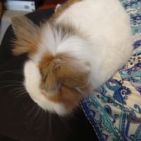 Lapin extra nain 3 ans #2