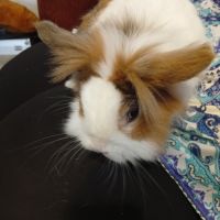Lapin extra nain 3 ans