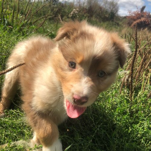 Magnifique chiot berger australien rouge merle lof #1