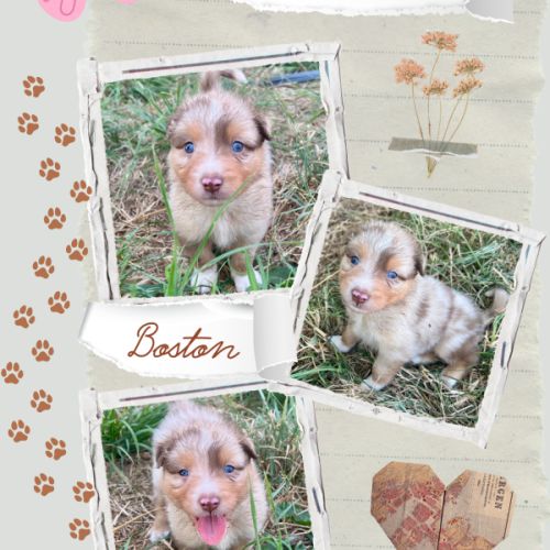 Magnifique chiot berger australien rouge merle lof #5