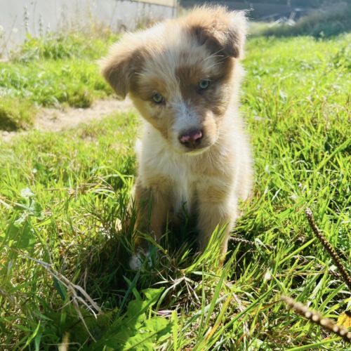 Magnifique chiot berger australien rouge merle lof #6