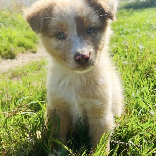 Magnifique chiot berger australien rouge merle lof #8