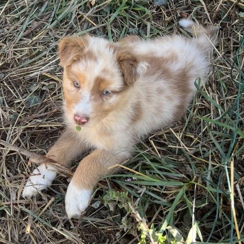 Magnifique chiot berger australien rouge merle lof #9