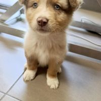 Magnifique chiot berger australien rouge merle lof #2