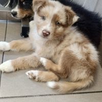 Magnifique chiot berger australien rouge merle lof #3